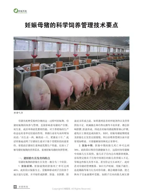 妊娠母猪的科学饲养管理技术要点
