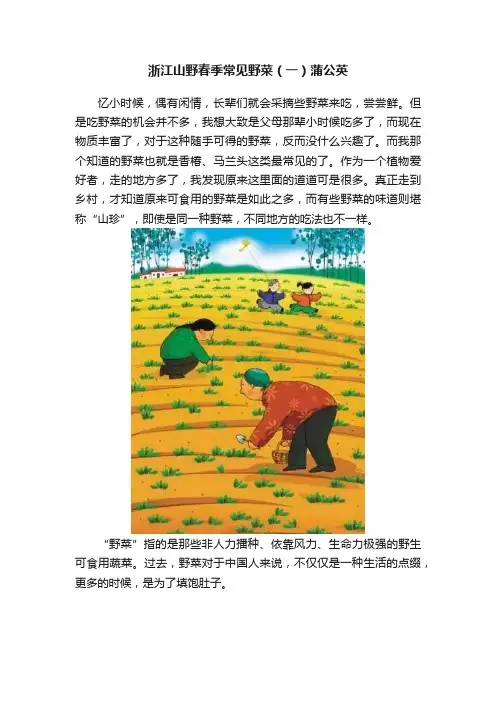 浙江山野春季常见野菜（一）蒲公英