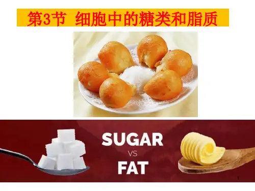 2.3 细胞中的糖类和脂质 课件【新教材】人教版高中生物必修一(共26张PPT)
