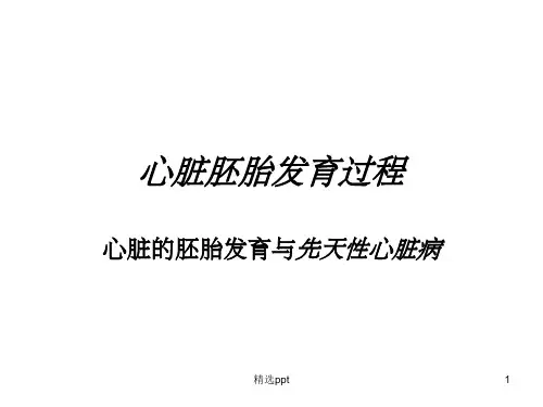 心脏胚胎发育过程ppt课件