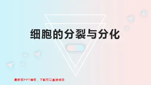 细胞的分裂与分化 七年级生物教案PPT模板下载