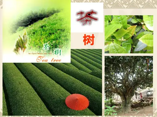 茶树(讲授3)2013