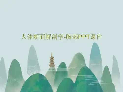 人体断面解剖学-胸部PPT课件PPT63页