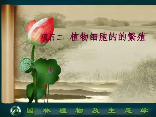植物细胞的的繁殖优秀课件