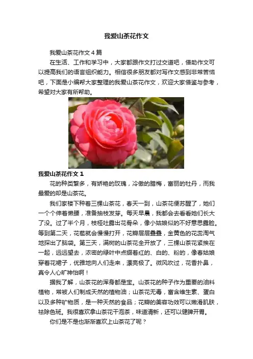 我爱山茶花作文