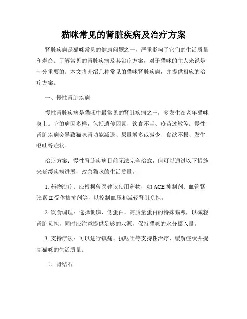 猫咪常见的肾脏疾病及治疗方案