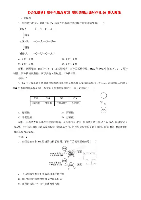 高中生物总复习 基因的表达课时作业20 新人教版
