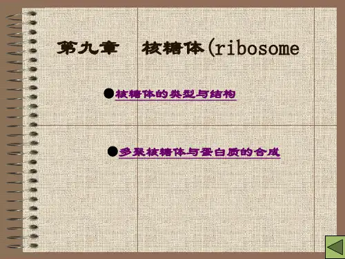 第十二章      核糖体(ribosome)
