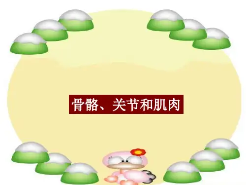 (精选)四年级科学上册4.2骨骼、关节和肌肉 PPT精品课件1教科版