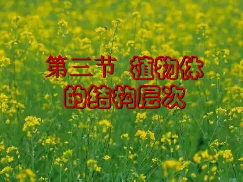 第三节植物体的结构层次