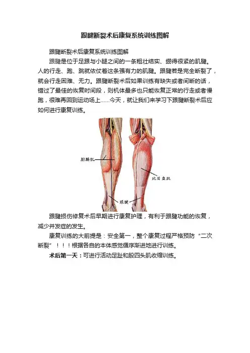跟腱断裂术后康复系统训练图解