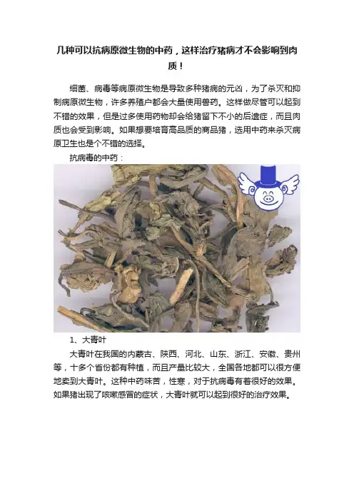 几种可以抗病原微生物的中药，这样治疗猪病才不会影响到肉质！