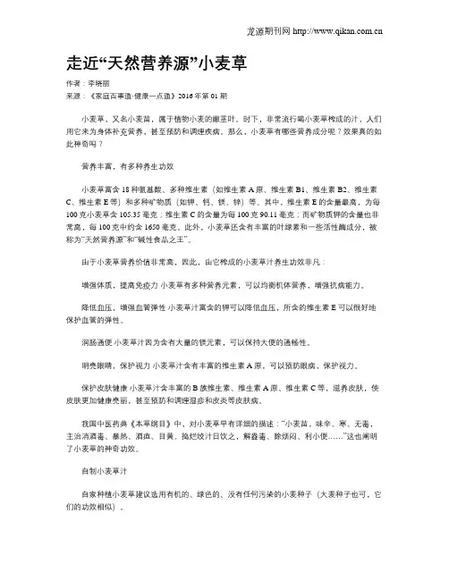 走近“天然营养源”小麦草