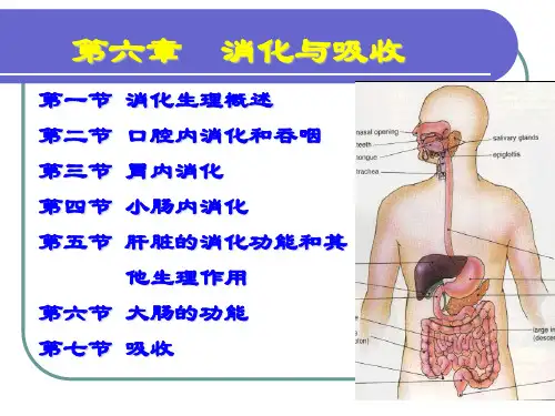 徐丽《生理学》精品课件6、消化与吸收