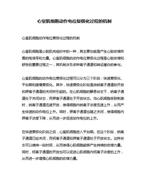 心室肌细胞动作电位复极化过程的机制