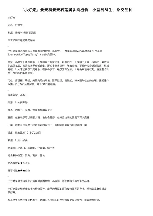 「小灯笼」景天科景天石莲属多肉植物，小型易群生，杂交品种