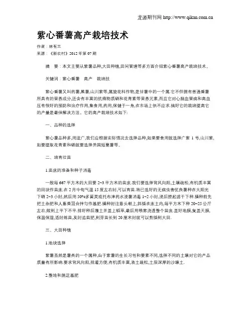 紫心番薯高产栽培技术