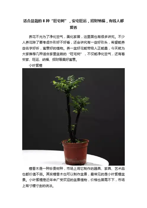 适合盆栽的8种“旺宅树”，安宅旺运，招财纳福，有钱人都爱养