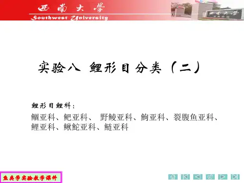 实验八  硬骨鱼纲的分类(三)