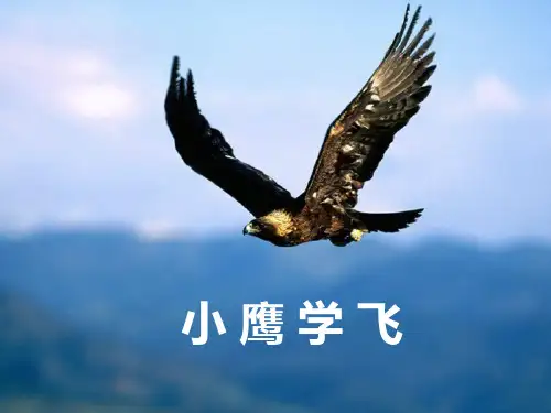 小鹰学飞最好PPT课件