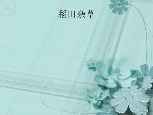 水稻田杂草及防除 ppt课件