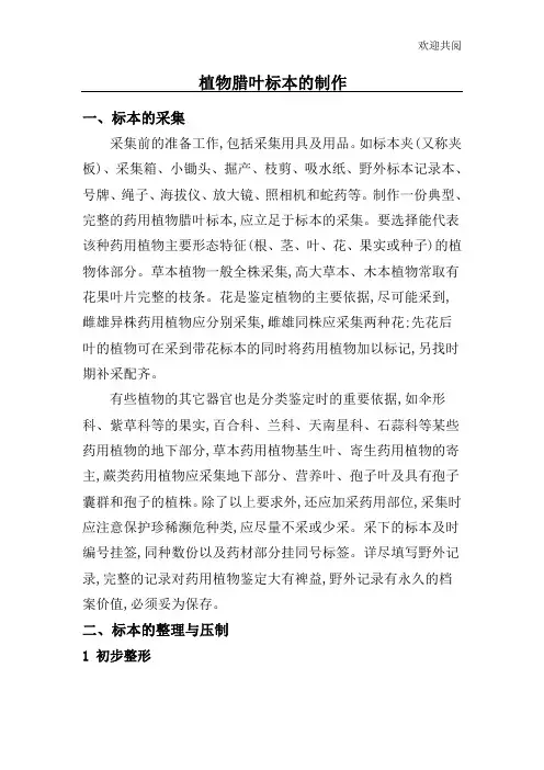 蜡叶标本的制作