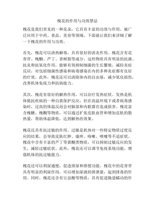槐花的作用与功效禁忌