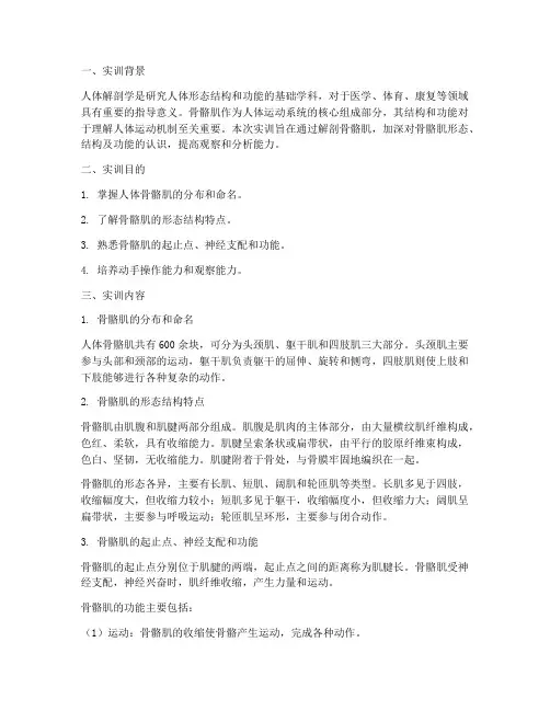 人体解剖骨骼肌实训报告