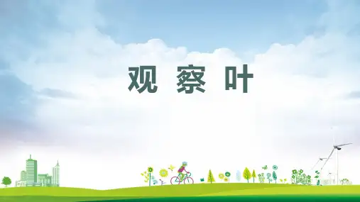 一年级科学上册植物1.3观察叶课件2教科版
