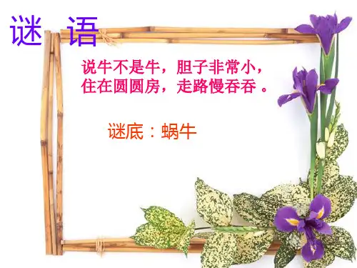 教科版三年级下综合实践2观察小动物课件(12张PPT)
