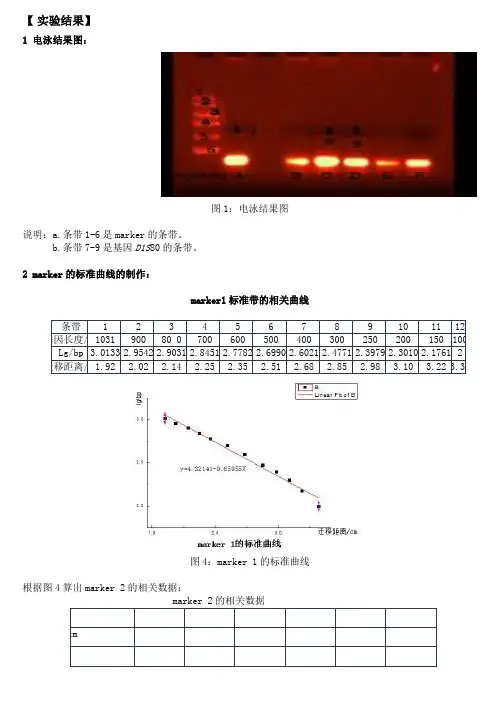 DNA指纹的遗传分析