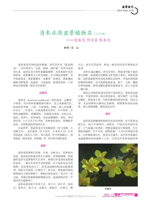 清本正源盆景植物名（二十四）——迎春花_野迎春_探春