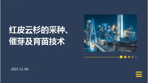 红皮云杉的采种、催芽及育苗技术