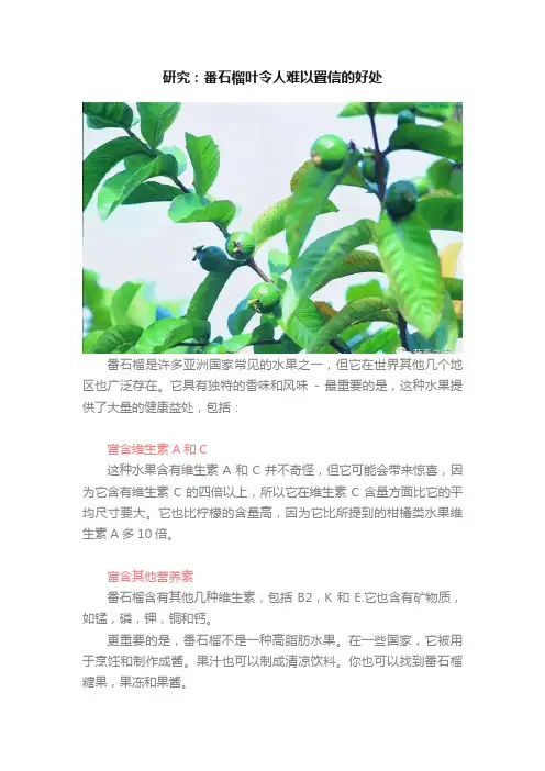研究：番石榴叶令人难以置信的好处