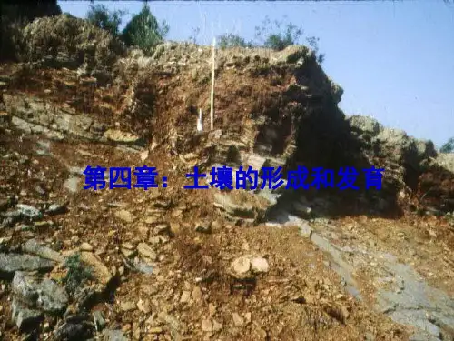 第四章土壤的形成与分布
