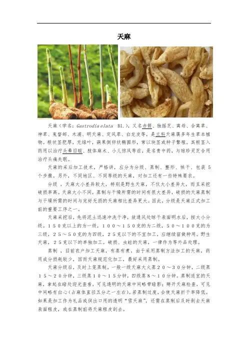 天麻采收加工技术