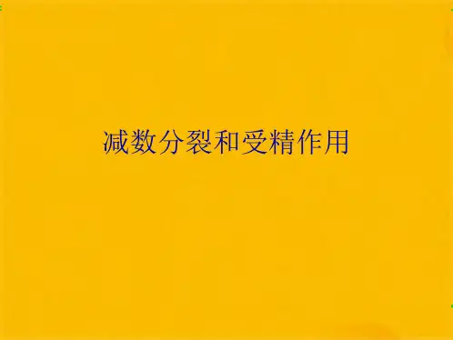 减数分裂和受精作用优秀课件(共51张PPT)精选全文