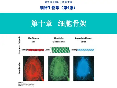 第十章 细胞骨架(Cytoskeleton)  2(简)