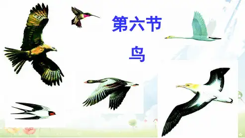 人教版初中八年级生物上册《第一章_第六节-鸟》ppt课件
