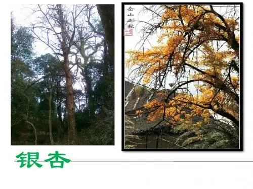 银杏