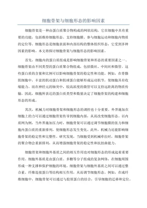 细胞骨架与细胞形态的影响因素