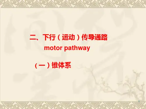 运动传导通路PPT课件