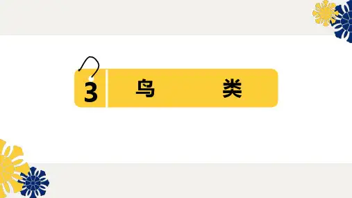 新苏教版四年级科学《鸟类》课件