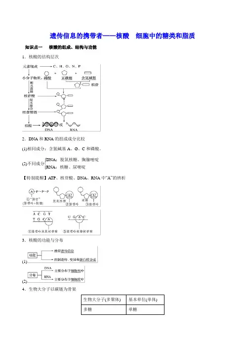 遗传信息的携带者——核酸 知识点总结与重难点