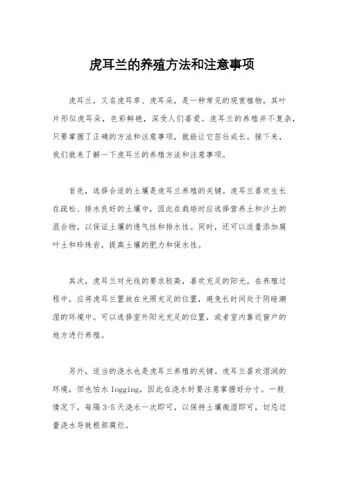 虎耳兰的养殖方法和注意事项