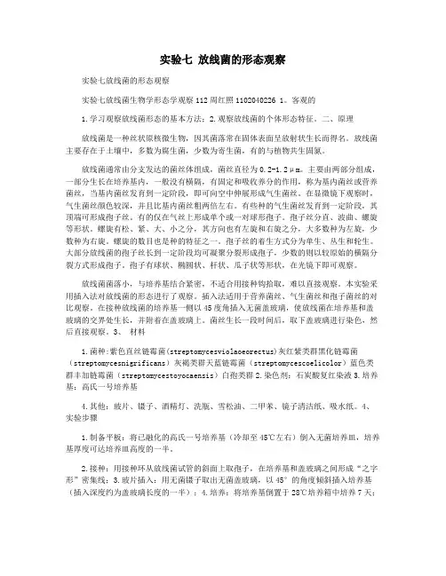 实验七 放线菌的形态观察