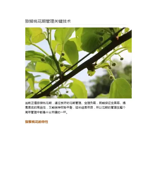 猕猴桃花期管理关键技术