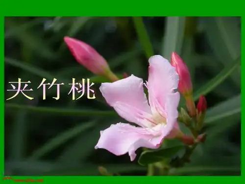 《夹竹桃》PPT课件(准备用)1
