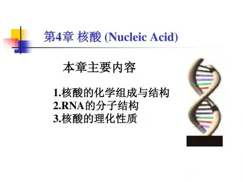 第4章 核酸  考研科目,动物生物化学