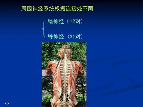 脑神经